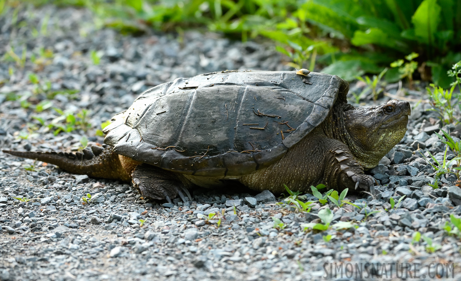 Chelydra serpentina [200 mm, 1/200 Sek. bei f / 7.1, ISO 2500]